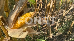 Za biljnu proizvodnju 18.000